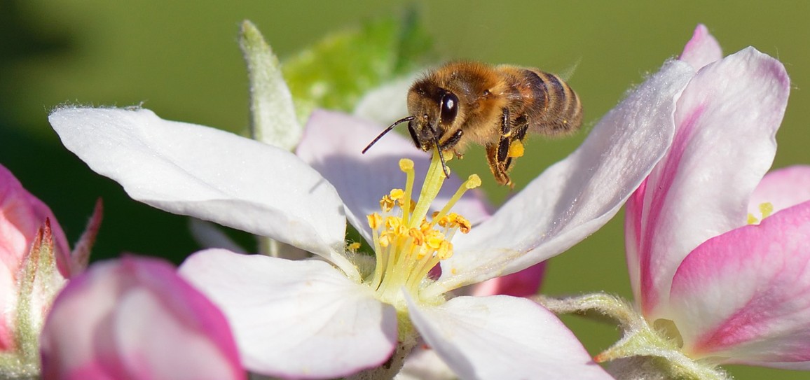 abeille pesticides néonicotinoïdes