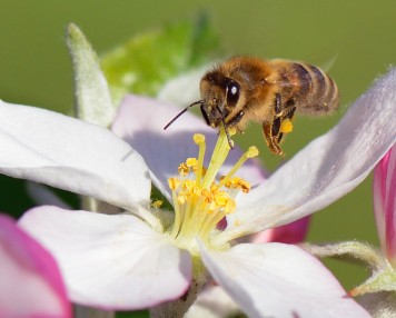 abeille pesticides néonicotinoïdes