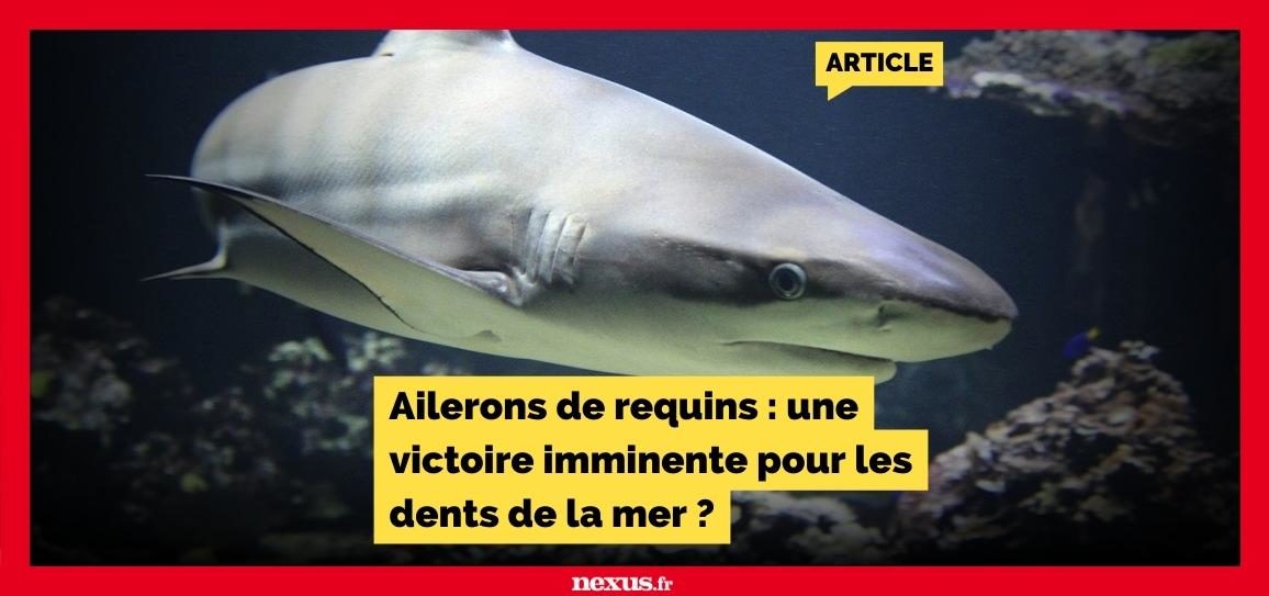 Ailerons de requins : une victoire imminente pour les dents de la mer ?