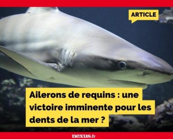 Ailerons de requins : une victoire imminente pour les dents de la mer ?