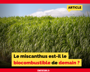 Le miscanthus est-il le biocombustible de demain ?