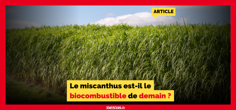 Le miscanthus est-il le biocombustible de demain ?